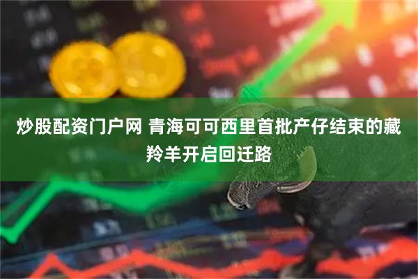 炒股配资门户网 青海可可西里首批产仔结束的藏羚羊开启回迁路