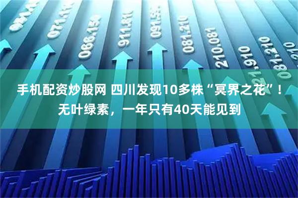 手机配资炒股网 四川发现10多株“冥界之花”！无叶绿素，一年只有40天能见到